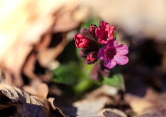 primroses macro background bokeh