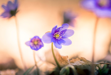 primroses macro background bokeh