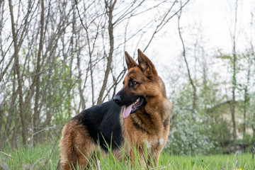 Naklejka premium Pastore tedesco 1