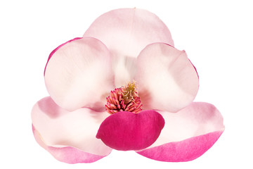 Single flower of pink magnolia isolated on white  background, close up.
