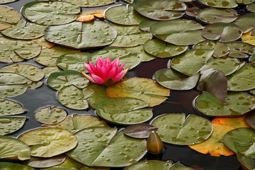 Beautiful water lilies in the summer pond