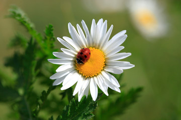Fototapeta premium Ladybird on a beautiful daisy flower on a green meadow