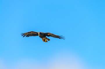 Striated Caracara on the Falkland Islands