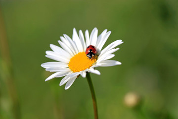 Ladybird on a beautiful daisy flower on a green meadow