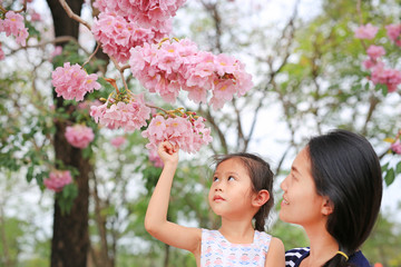 Obraz premium Portrait little girl and her mom touching Beautiful Tabebuia rosea blooming in spring season at garden outdoor.