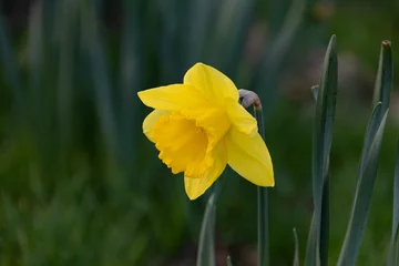 Fotobehang Gele narcis  © Marco