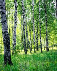 A scene of beautiful sunset in a birch forest on a sunny early summer or spring evening. Vertical Landscape.