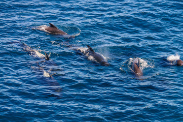 Obraz premium Long-Finned Pilot Whales in the Southern Atlantic Ocean