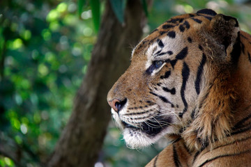 Portrait of a Tiger