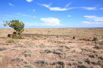 Petrified Forest National Park in Arizona, USA