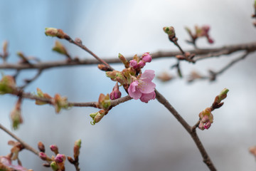 20190406 三春町で春を探す2 桜