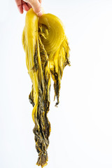 Golden sauerkraut on white background