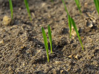 The seedlings are growing from the fertile soil, concept of agriculture.