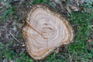 Vita dell'albero