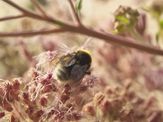 bee collects nectar from a pink flower in garden, closeup photo