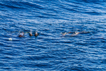 Long-Finned Pilot Whales in the Southern Atlantic Ocean