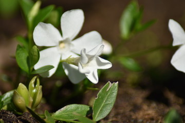 Weißes Immergrün 'Alba' (Vinca minor 'Alba')