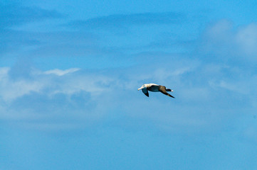 A Giant Southern Petrel in Flight