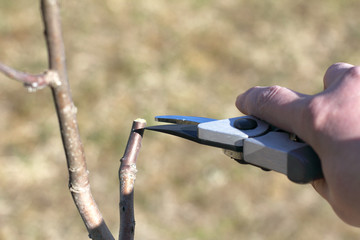 Straight cropped apple tree branch. time for grafting new varieties