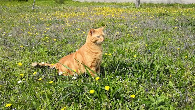 chat sur le qui vive