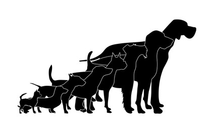 Vector silhoutte of set of dog on white background. Symbol of animal and veterinary.