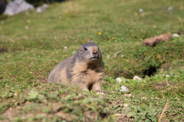 Naklejka premium Murmeltier
