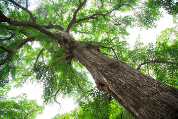 Fototapeta premium very big and tall tree with green leaves