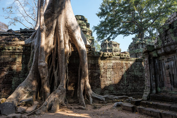 Fototapeta na wymiar The ancient temple of Ta Prohm , Angkor , Cambodia