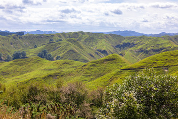 Fototapeta na wymiar typical rural landscape in New Zealand 