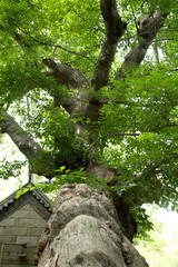 Big tree  have green leaves in the garden