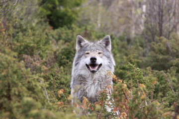 Wolf in Norway