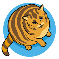 Fat orange cat sitting and looking up