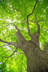 Fototapeta premium Big tree have green leaves in the garden