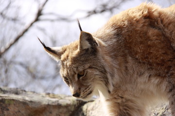 lynx in the forrest in Norway