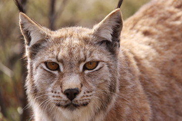 Portrait of a Lynx in Norway