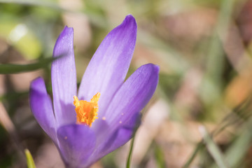 Purple crocus flower in a meadow during spring