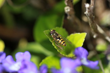 Bie on leaf