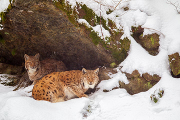 Eurasian lynx (Lynx lynx), mother and kitten, in the snow in the animal enclosure in the Bavarian Forest National Park, Bavaria, Germany.