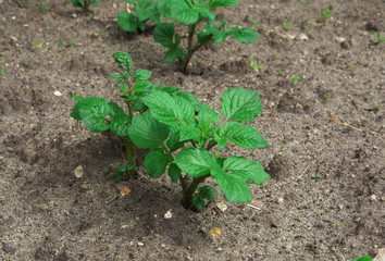 beds in the garden with potato seedlings. Green tops of potatoes