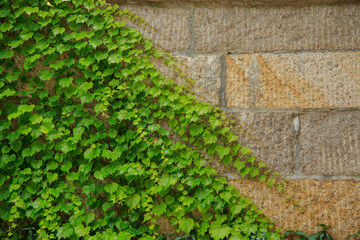Green vines covered on stone walls.