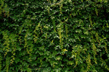 Green vines covered on stone walls.