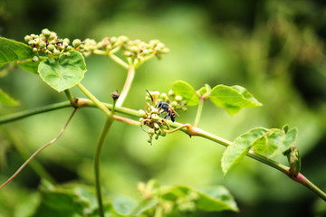 Bee pollinates the grass flower in the meadow and garden