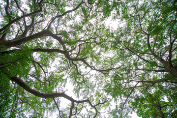 Big tree  have green leaves in the garden