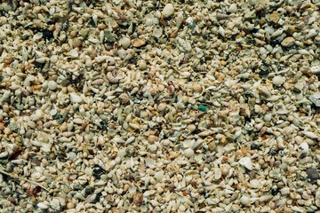 Collection of shells