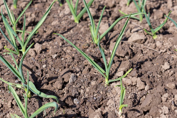 Young green shoots of garlic. Green feathers of garlic in the garden