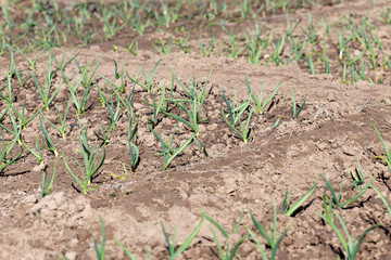 Young green shoots of garlic. Green feathers of garlic in the garden
