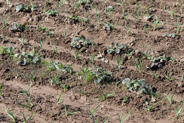 Garlic in the garden, in the spring garden with strawberries