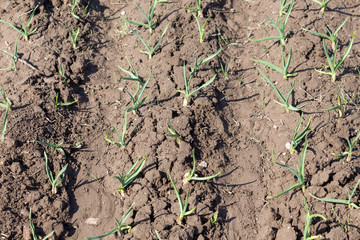 Young green shoots of garlic. Green feathers of garlic in the garden
