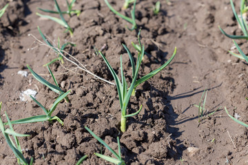 Young green shoots of garlic. Green feathers of garlic in the garden