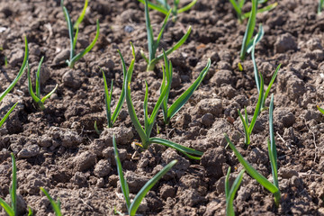 Young green shoots of garlic. Green feathers of garlic in the garden